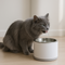 Fontaine à eau pour chat